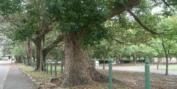 Alison Park, Randwick