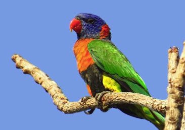 Rainbow Lorikeet Parot