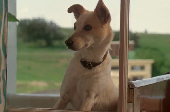 Molly the dog, still from 1983 film