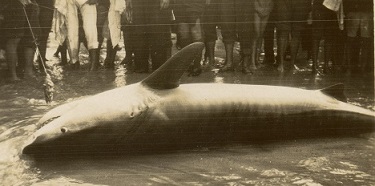 Large Shark Captured on Coogee Beach