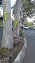 Tree with green ribbon