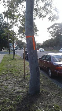 Tree with organge ribbon